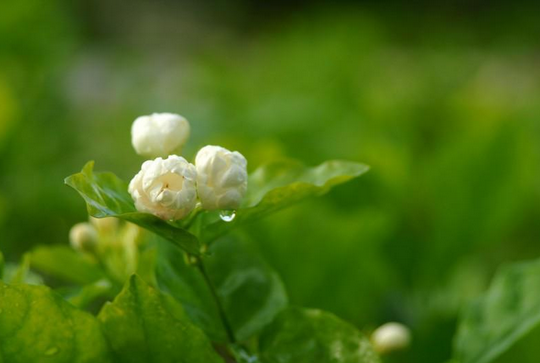 茉莉花茶